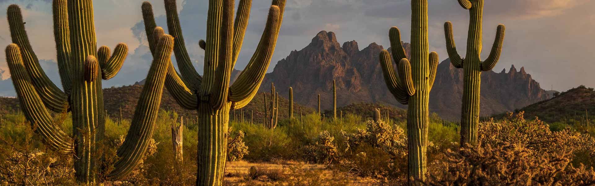 Dentist in Tucson